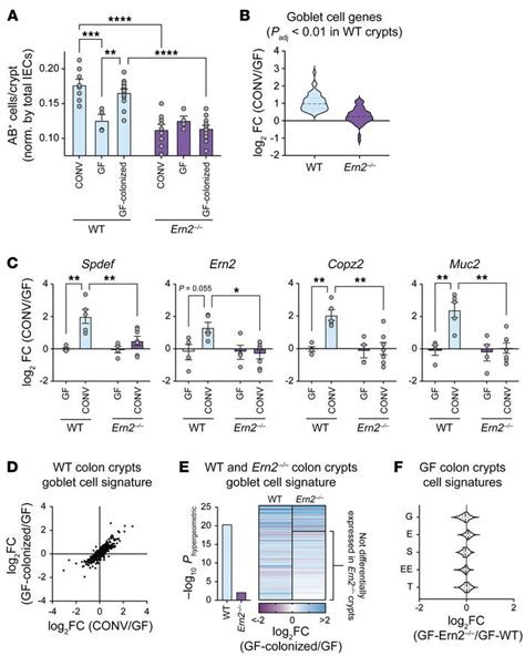 JCI The epithelial specific ER stress sensor ERN2 IRE1β enables host