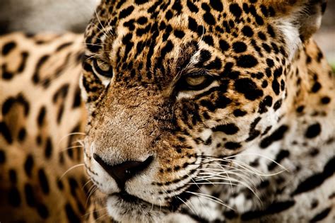 Wallpaper Animals Closeup Wildlife Big Cats Whiskers Leopard