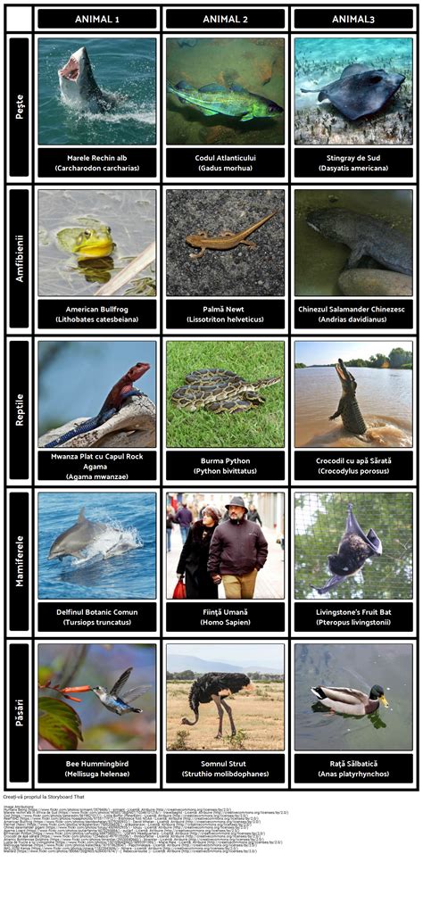 Exemple De Vertebrate Storyboard Por Ro Examples