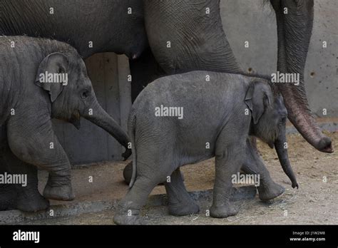 Madrid, Spain. 21st Apr, 2017. The baby female Sumatran elephant (Elephas maximus sumatranus ...