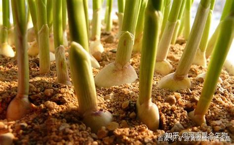 大蒜种植什么时候用肥料比较好大蒜用昆仑风叶面肥抗病增产 知乎