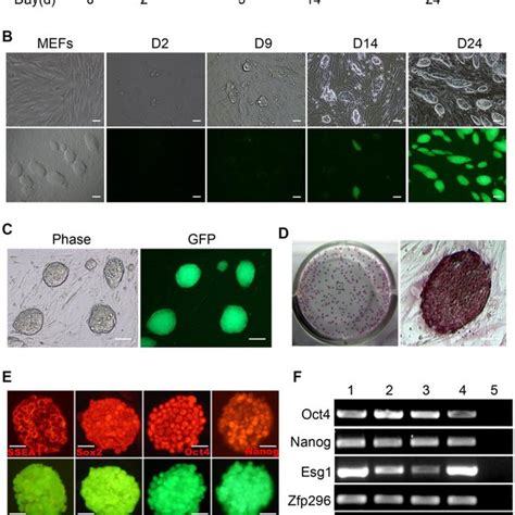 Generation Of Mouse Oct4 EGFP IPSCs From Mouse Embryonic Fibroblasts