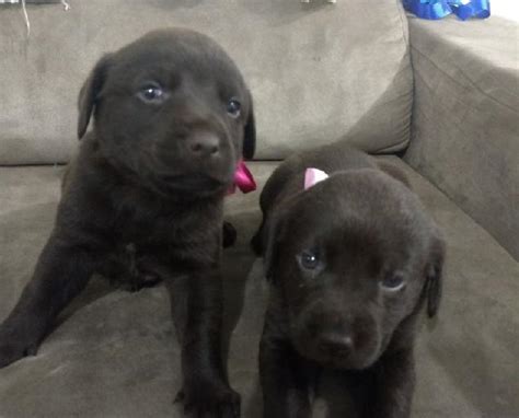 Filhotes De Labrador Em Itaja Clasf Animais