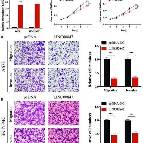 The Overexpression Of Linc Enhanced The Proliferation Migration