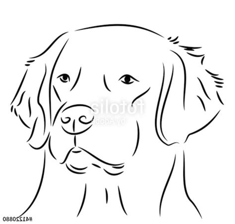 Coloriage Golden Retriever Greatestcoloringbook