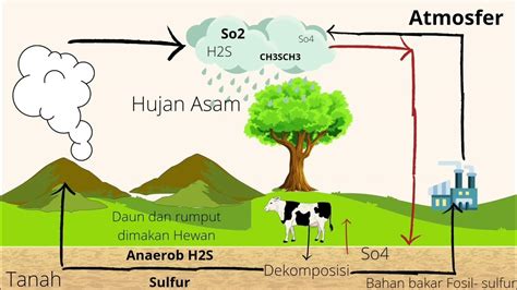 Siklus Sulfur Youtube