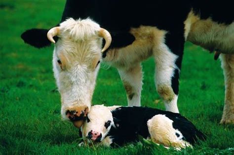 VACHE ET SON VEAU