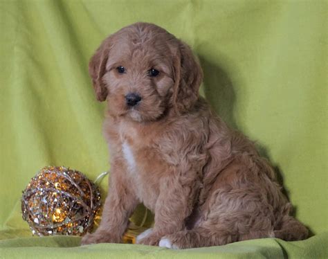 F1B Mini Labradoodle For Sale Millersburg, OH Female- Fluffy – AC Puppies LLC