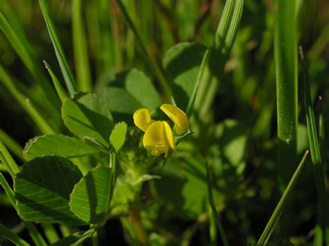 Bur Clover Plants Of Ring Mountain NaturaLista Mexico