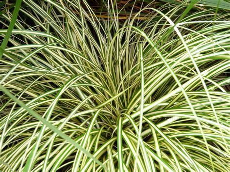 Carex Oshimensis Evergold Variegated Japanese Sedge Buy Plants