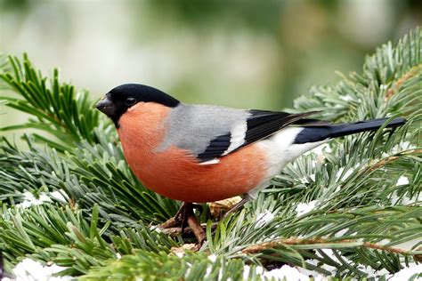 Gratis Afbeeldingen Boom Tak Winter Dier Wildlife Bek Tuin