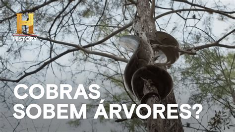 Cobra fica presa no topo de uma árvore MERGULHADOS NO PÂNTANO