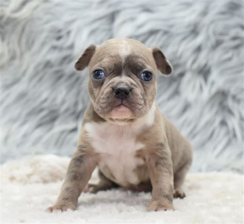 Royal Merle Frenchton Puppy For Sale In Dayton Oh Lancaster Puppies