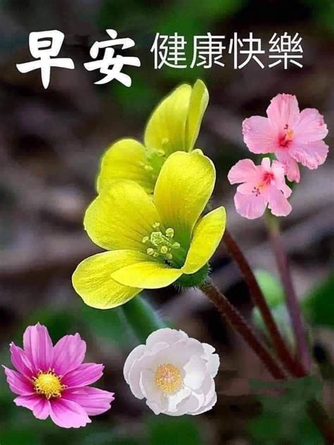 Pin by 莎莉 宋 on 一天 Good morning flowers Good morning wishes Good