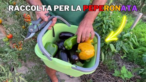 RACCOLGO Gli ORTAGGI Per Fare La PEPERONATA YouTube