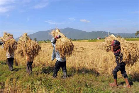 Cambodias Rice Farmers In Serious Danger The ASEAN Post