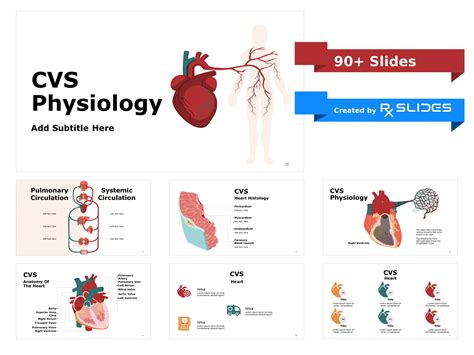 Download Cardiovascular Anatomy And Physiology Ppt Template Rxslides