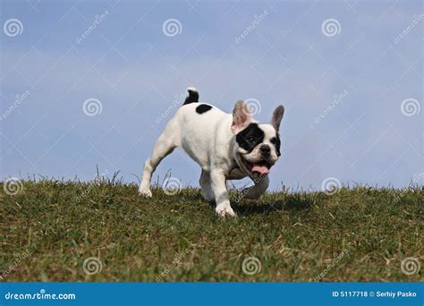 Perrito Blanco Con Los Puntos Negros Imagen Imagen 5117718