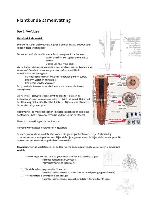 Plantkunde Samenvatting DZ1 2 Plantkunde Samenvatting Deel 1