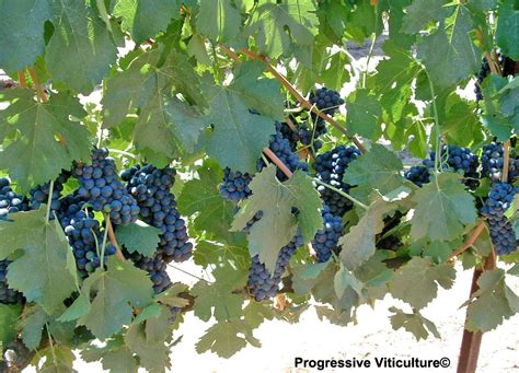 Vertical Shoot Positioned Trellis Systems In Warm Regions Lodi Growers