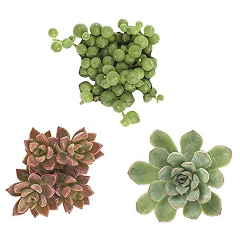 Shop Succulents Unique Collection Of Live Succulent Plants Hand