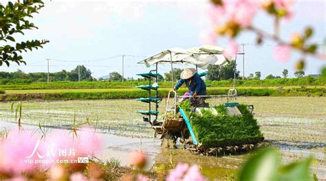 安徽芜湖夏至时节插秧忙 中国日报网