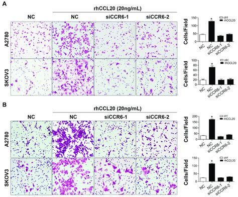 Knockdown Of Ccr6 Inhibits Ccl20 Mediated Migration And Invasion Of