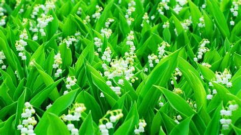 20 Lily Of The Valley Wallpapers Wallpaperboat