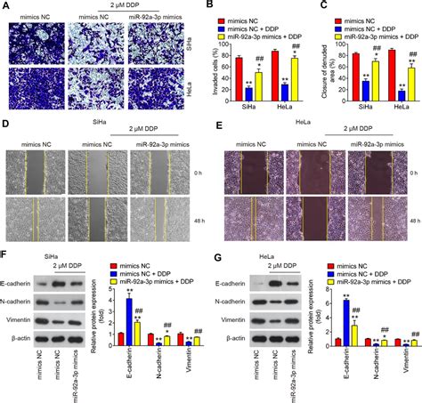 Frontiers MicroRNA 92a 3p Enhances Cisplatin Resistance By Regulating