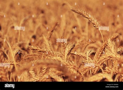 El Triticale H Brido De Trigo Y Centeno Campo De Ma Z Fotograf A De