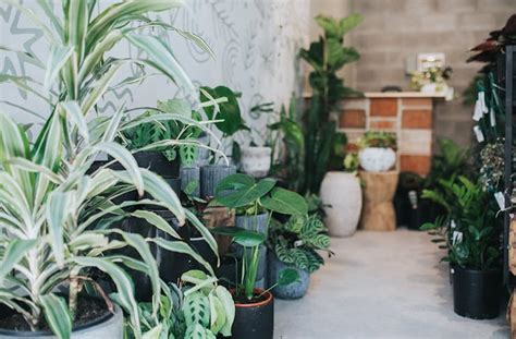 6 Of The Best Indoor Plant Shops On The Gold Coast Urban List Gold Coast