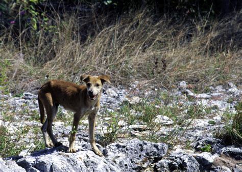 Fileferal Dog