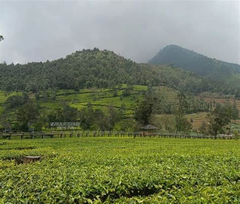 Wisata Kebun Teh Tambi Wonosobo