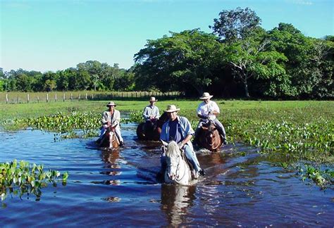 O Pantaneiro Belezas Do Pantanal Sul Matogrossense