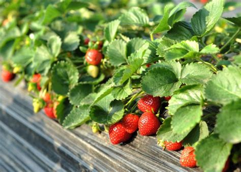 Strawberries Planting Growing And Harvesting Strawberries At Home The Old Farmers Almanac