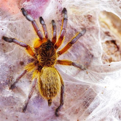 Golden Blue Leg Baboon Tarantula Harpactira Pulchripes Care — The