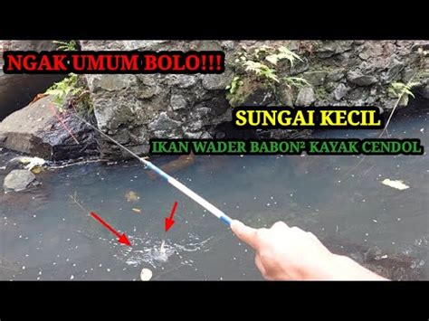 Serasa Mancing Di Kolam Bolo Kayak Cendol Ikan Wader Babon Di Sungai