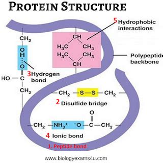 Bonds in Protein Structure | Chimie organique, Biologie, Chimie