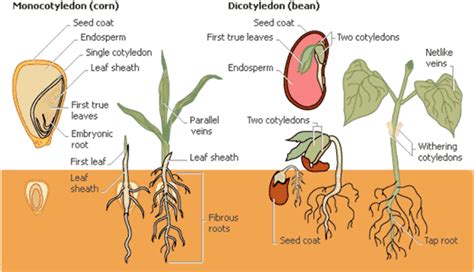 Monocotyledon - Alchetron, The Free Social Encyclopedia