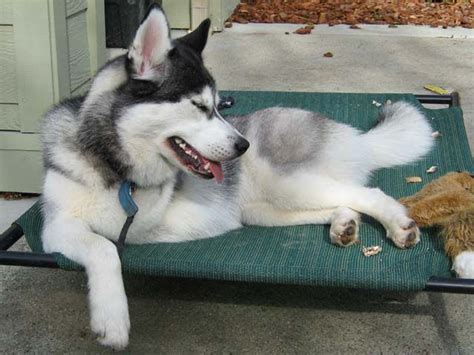 3 Legged Siberian Husky Sleeping Dozing Off On Her Outdoor Elevated