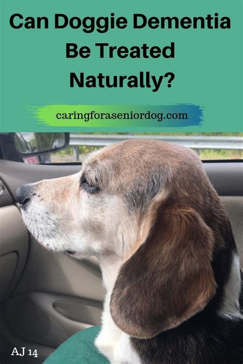 How To Treat Dementia In A Dog Naturally - Caring for a Senior Dog in ...