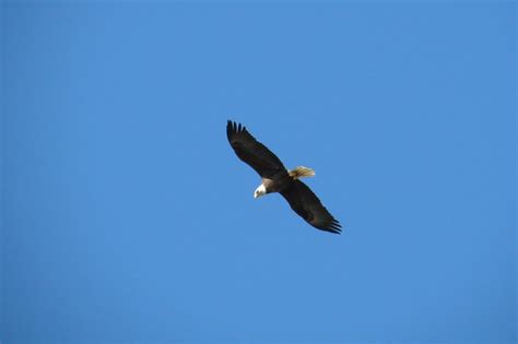 FAQS: Is this an eagle feather, can I keep it?