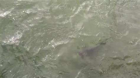 Shark At Cherry Grove Pier Youtube