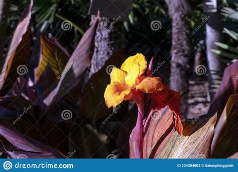 Flor Y Hojas De Lily Tropicanna De Canna Imagen De Archivo Imagen De