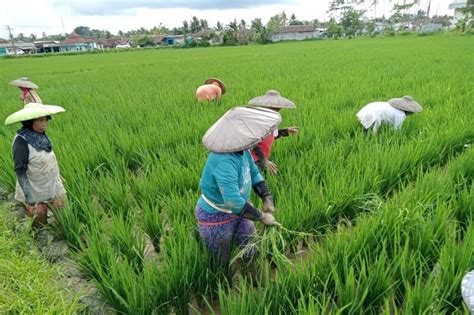 Sektor Pertanian Pangan Di Lebak Jadi Andalan Ekonomi Masyarakat