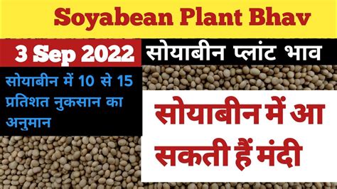 सोयाबीन में आ सकती हैं गिरावट। Soyabean Plant Bhav ।। 3 Sep 2022