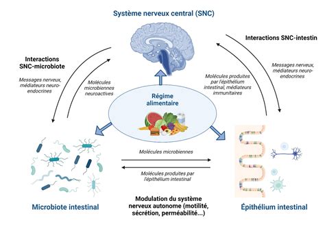 Importance Du R Gime Alimentaire Sur Le Syst Me Cerveau Intestin