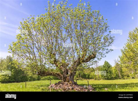 Growth Pollard Tree Hi Res Stock Photography And Images Alamy