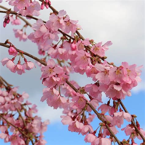 Prunus Pink Cascade Buy Pink Flowering Weeping Cherry Trees