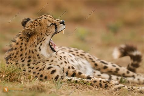 Gepard Bild Bestellen Naturbilder Bei Wildlife Media